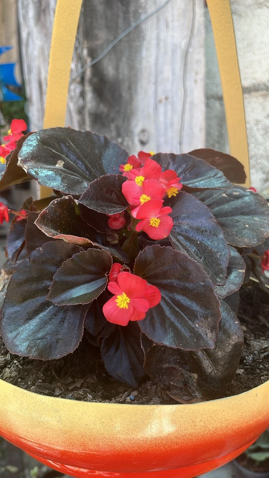 Begonias